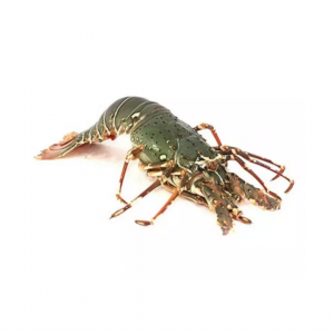 Lobsters Small - 1kg ~ 3/4 pcs