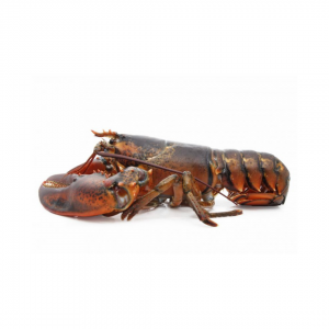 Lobster Big: 1kg