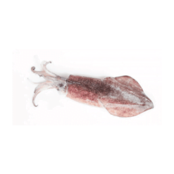 Squid Fish Small: 1kg